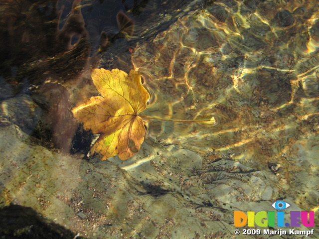 SX09576 Maple leaf floating in stream